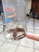 My husband's finger next to the baby spitting cobra gives it some scale.